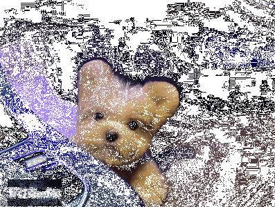 马尔泰狗狗长什么样(细数马尔泰犬如此受欢迎的五个原因)-图片1
